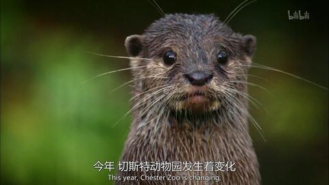 动物的秘密生活 第一季,第一季深度探秘 第3张 动物的秘密生活 第一季,第一季深度探秘 第3张